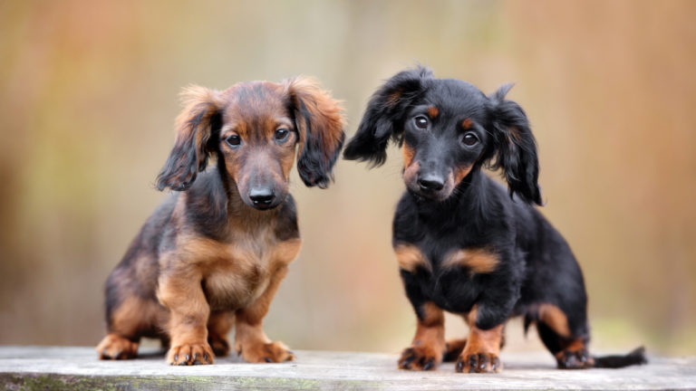 Articulatie lekken diepgaand Teckel - Kom meer te weten over dit populaire, kleine hondenras | zooplus